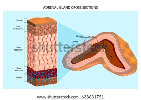 Adrenal Gland Stock Images, Royalty-Free Images & Vectors | Shutterstock