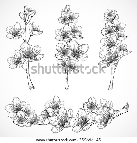 Cherry tree blossom. Vintage black and white hand drawn vector illustration in sketch style. Isolated elements.