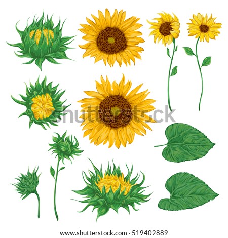 Sunflower Stock Images, Royalty-Free Images & Vectors | Shutterstock