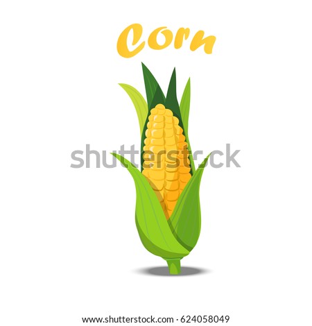 Very high quality original trendy vector illustration of sweet golden corn. Bunch of Corn. summer farm design elements