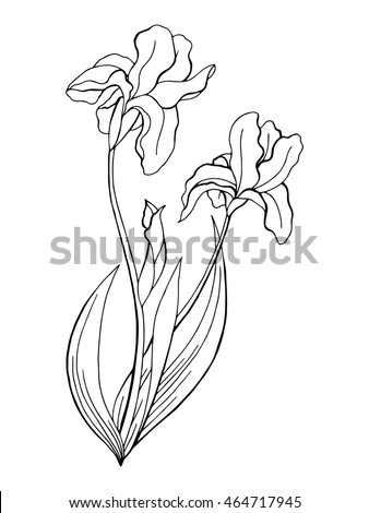 Iris flower graphic art black white isolated illustration vector | Iris ...