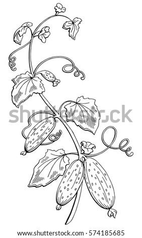 Cucumber graphic bush black white isolated sketch illustration vector