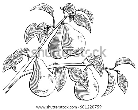 Cacao Tree Cocoa Tree Theobroma Cacao Stock Vector 76571086 - Shutterstock