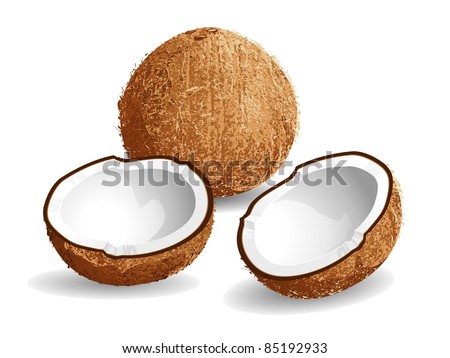 Realistic vector illustration of a coconut and half coconuts.
