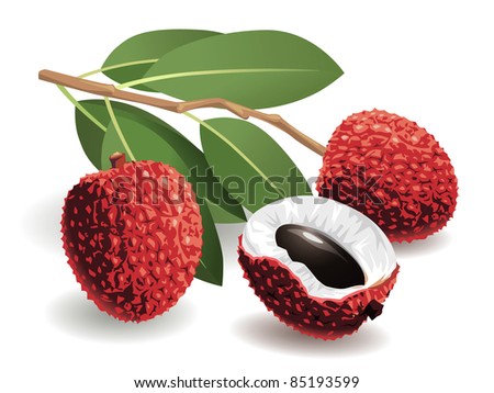 Realistic vector illustration of a bunch of lychees and a peeled lychee.