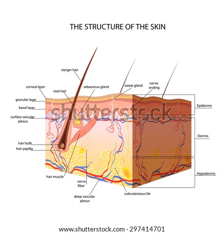 skin anatomy stock images royalty free images vectors skin layers stock images royalty free images vectors skin anatomy stock images royalty free images vectors skin layers stock images royalty free images vectors