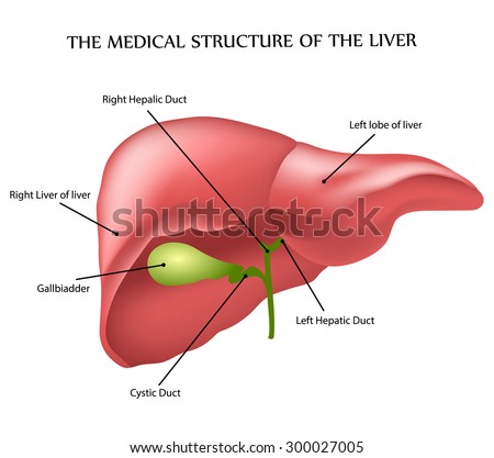 Medical Structure Liver Stock Illustration 314354414 - Shutterstock