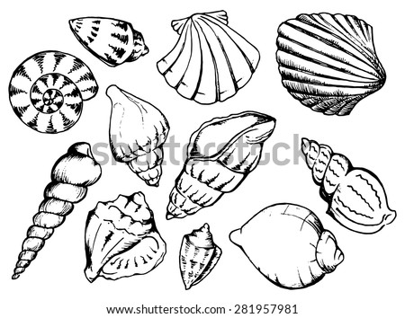 Seashell Isolated Stock Vectors & Vector Clip Art | Shutterstock