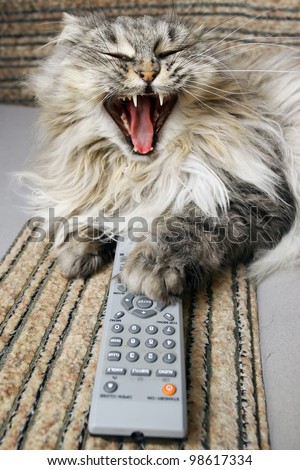 cat with remote control