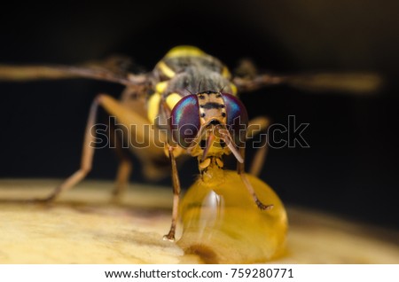 Bộ sưu tập Côn trùng - Page 24 Stock-photo-oriental-fruit-fly-bactrocera-dorsalis-hendel-a-very-destructive-pest-of-fruit-sucking-sweet-from-759280771
