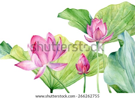 Lotus Stock Photos, Royalty-Free Images & Vectors - Shutterstock