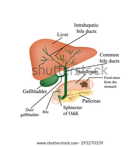 Common Bile Duct Stock Images, Royalty-Free Images & Vectors | Shutterstock