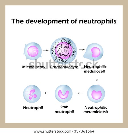 Development Neutrophils Infographics Vector Illustration Stock Vector ...