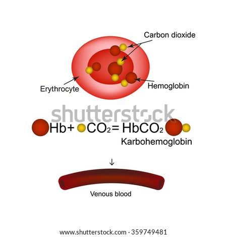 Carboxyhemoglobin Joining Hemoglobin Carbon Monoxide Inability Stock ...