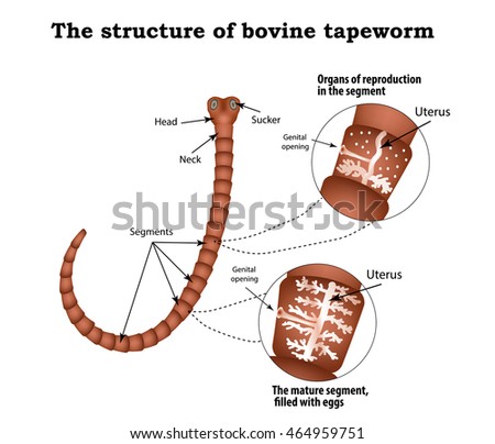 Tapeworm Stock Images, Royalty-Free Images & Vectors | Shutterstock