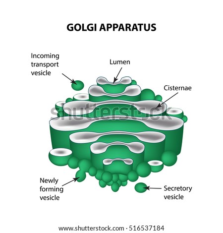 Structure Golgi Apparatus Infographics Vector Illustration Stock Vector