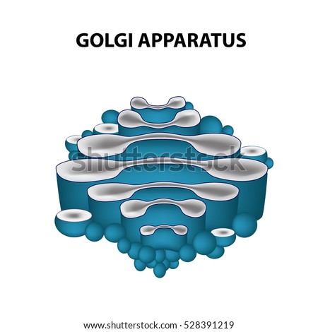 Golgi Apparatus Stock Images, Royalty-Free Images & Vectors | Shutterstock