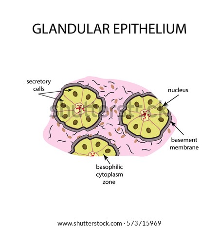 Glandular Stock Images, Royalty-Free Images & Vectors | Shutterstock