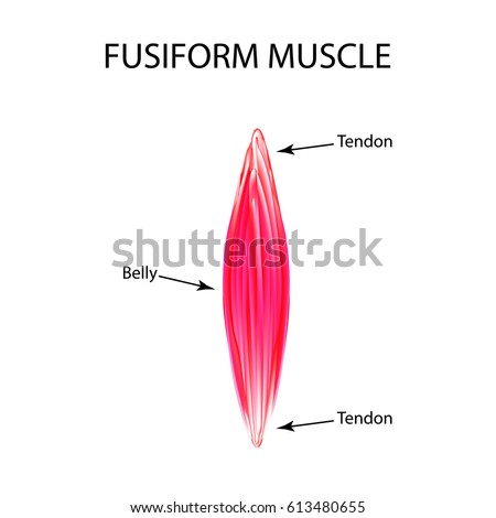 Skeletal Muscle Stock Images, Royalty-Free Images ...
