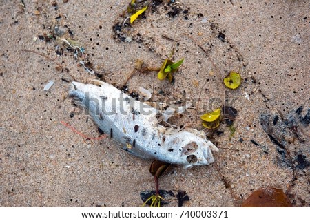 Rotten Fish Stock Images, Royalty-Free Images & Vectors | Shutterstock