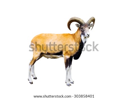 Urial Stock Images, Royalty-Free Images & Vectors | Shutterstock