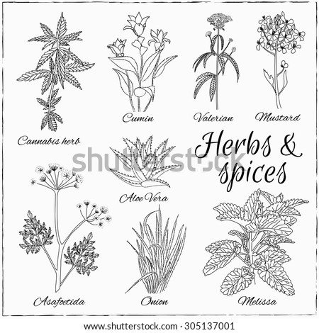 Thyme Herb Coloring Page Sketch Coloring Page