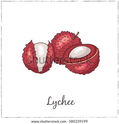 Lychee with Slice. Collection of Exotic Fruits. Vector isolated illustration for design menus, recipes and packages product.