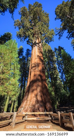 General sherman Stock Photos, Images, & Pictures | Shutterstock