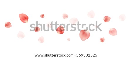 Vector realistic petals flying in the air on white background. Cherry blossom floating, spring concept.