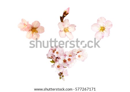 Beautiful almond flowers isolated on white background. Spring pink blossom in different forms. Tender flowers isolated.