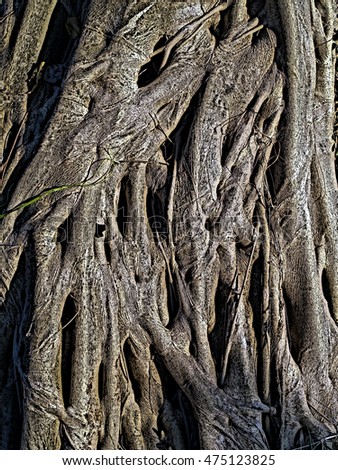 Closeup Tree Root Dark Tone And Art Filter Abstract Natural Background Closeup Tree Root Dark Tone And Art Filter Abstract Natural Background