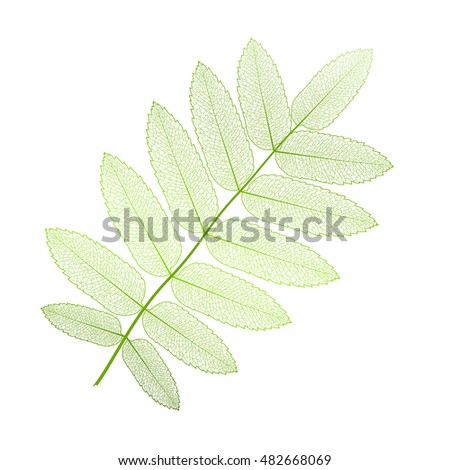Dry Isolated Leaves Transparent Stock Photos, Royalty-Free Images