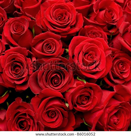 Vintage Card Flower Vector Rose Flower Stock Vector 81654448 - Shutterstock