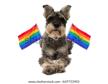 schnauzer gay tranny nylons