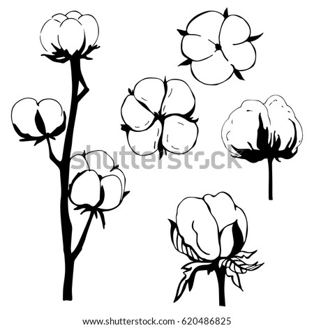 Cottonfield Field Coloring Pages