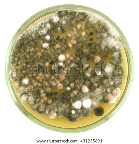 Green Colonies Allergenic Fungus Penicillium Air Stock Photo 498888628 ...