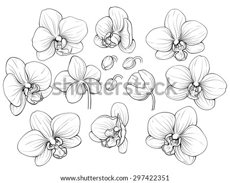black and white illustration of line orchid set