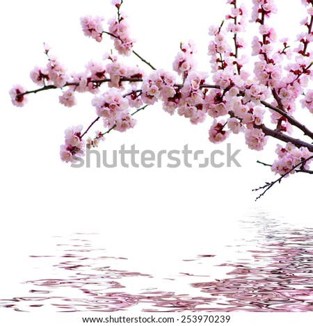 Branch with pink blossoms isolated on white background