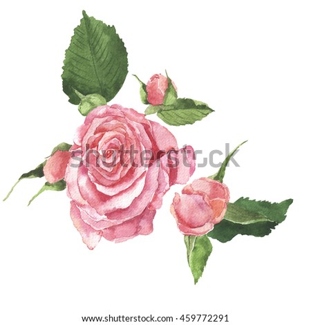 Gentle Inflorescence Pink Rose Buds Drops Stock Photo 3817657 ...