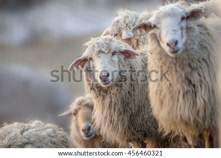 Sheep Face Stock Images, Royalty-Free Images & Vectors | Shutterstock