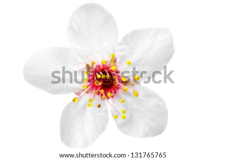 Branch with blossoms. Isolated on white background