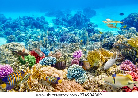 Wonderful and beautiful underwater world with corals and tropical fish.