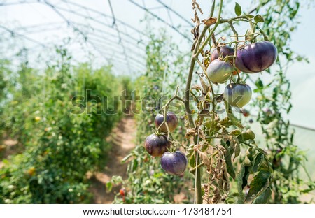 Bio Garden Eco Vegetables Tomatoes Peppers Stock Photo Royalty Free