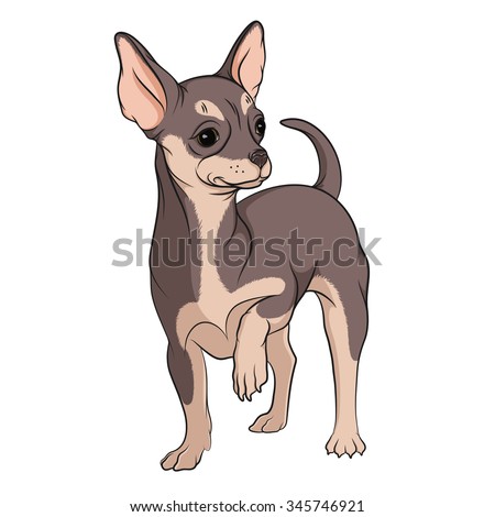 Chihuahua Face Stock Vectors & Vector Clip Art | Shutterstock