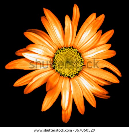 Single Orange White Chrysanthemum Flower Isolated Stock Photo 70091641 ...