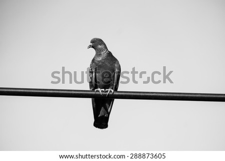 Birds On A Telephone Wire Stock Photos, Images, & Pictures | Shutterstock