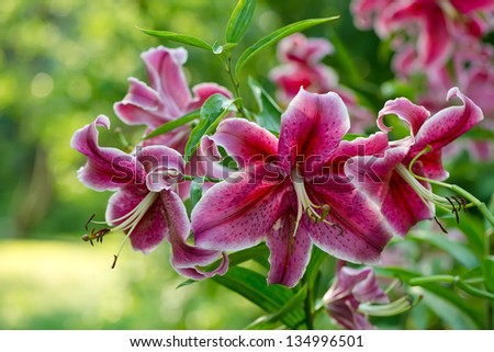 Stargazer lily Stock Photos, Images, & Pictures | Shutterstock