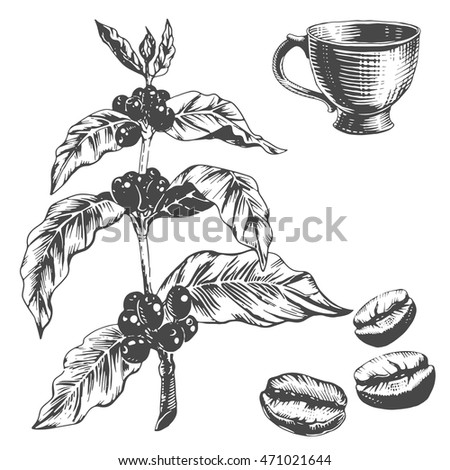Coffee Plant Beans And Cup Isolated On White Coffee Plant Beans And Cup Isolated On White