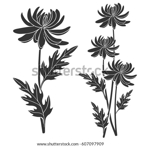 Chrysanthemum Isolated Stock Vectors, Images & Vector Art | Shutterstock