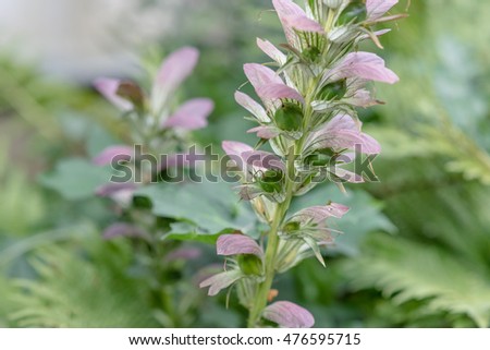 Acanthaceae Stock Images Royalty-Free Images Vectors Shutterstock